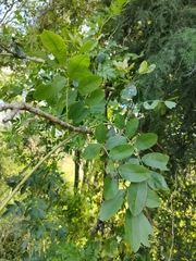 Senna gaudichaudii