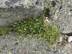 Mononeuria groenlandica