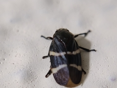 Aeneolamia albofasciata