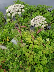Angelica genuflexa