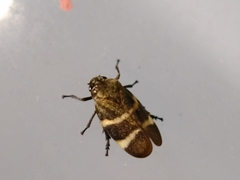 Aeneolamia albofasciata