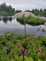 Angelica genuflexa
