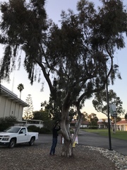 Eucalyptus spathulata