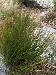 Oreojuncus trifidus