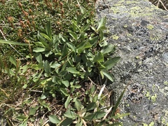 Solidago leiocarpa