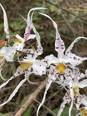 Oncidium cirrhosum