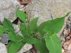 Persicaria dissitiflora