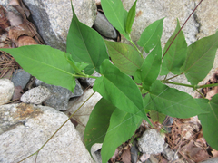 Persicaria dissitiflora