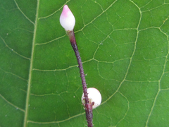 Persicaria dissitiflora