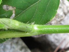 Persicaria dissitiflora