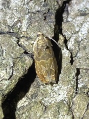 Olethreutes nigranum