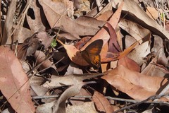 Hypocysta irius