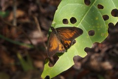 Hypocysta irius
