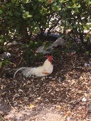 Gallus gallus domesticus