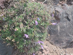 Penstemon davidsonii praeteritus