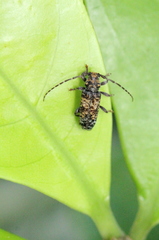 Pseudoterinaea bicoloripes