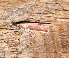Peoria roseotinctella