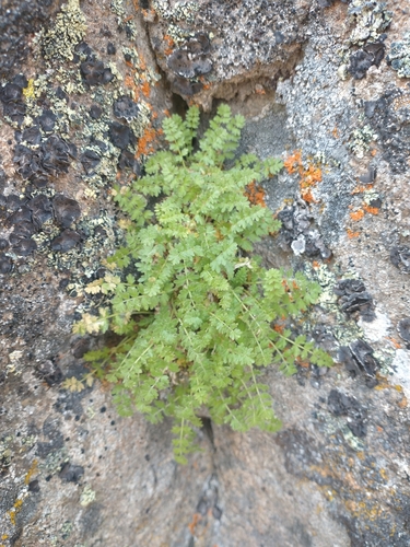 Image of Ivesia baileyi by no rights reserved