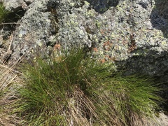 Oreojuncus trifidus