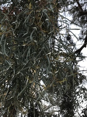 Eucalyptus spathulata