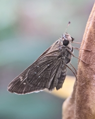 Lepidoptera