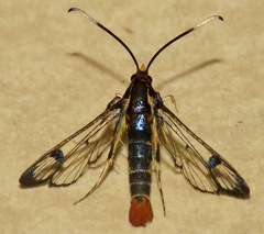 Synanthedon acerrubri