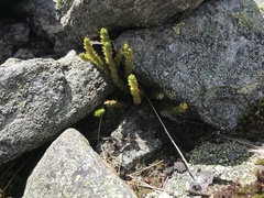 Huperzia appressa