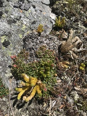 Huperzia appressa