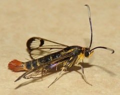 Synanthedon acerrubri