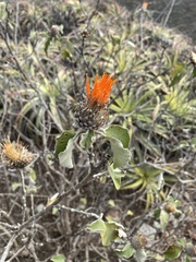 Cnicothamnus lorentzii