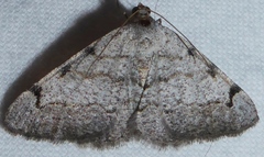 Digrammia triviata