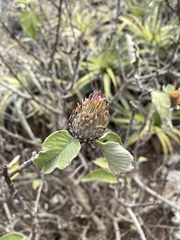 Cnicothamnus lorentzii