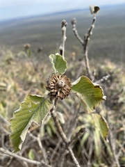 Cnicothamnus lorentzii
