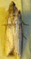 Sciota fernaldi