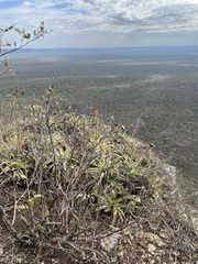 Cnicothamnus lorentzii