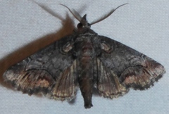 Paectes pygmaea