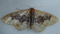 Idaea gemmata