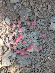 Eriogonum ovalifolium rubidum