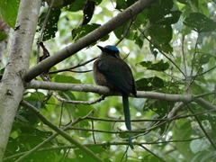 Momotus coeruliceps