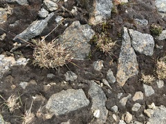 Agrostis mertensii