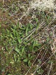 Solidago leiocarpa
