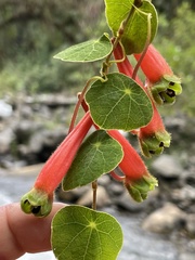 Tropaeolum adpressum