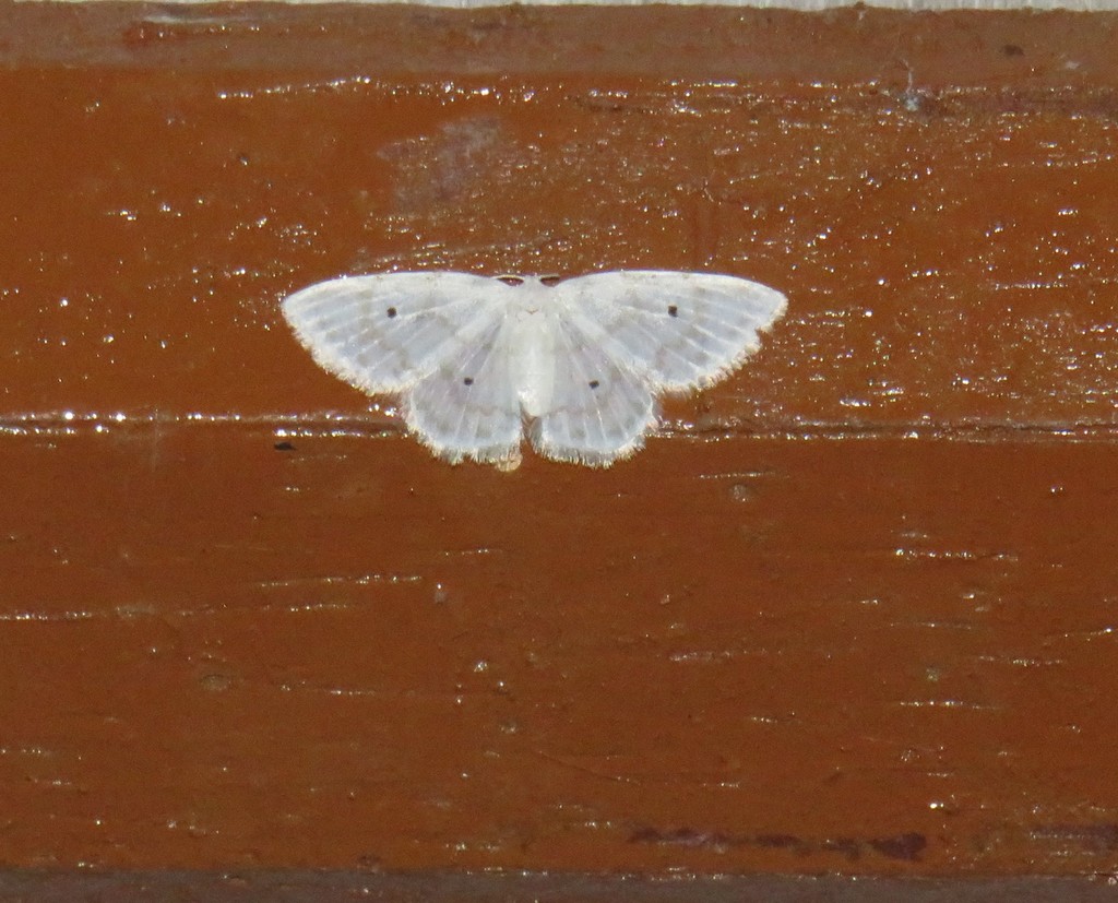 Dipriodonta