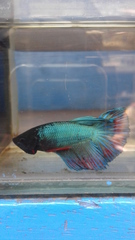 Betta splendens
