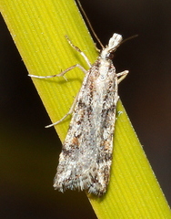 Scoparia ithyntis