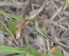 Conocephalus saltans