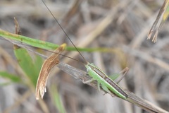 Conocephalus saltans