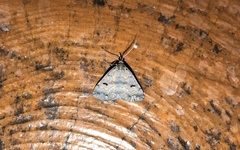 Phalaenostola hanhami