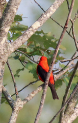 Piranga olivacea