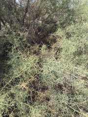 Condalia globosa